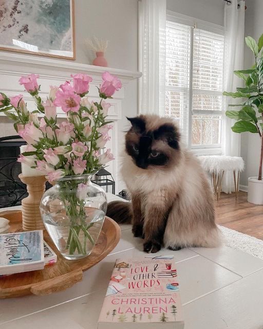 r ˚⟡˖ ࣪ tweet media