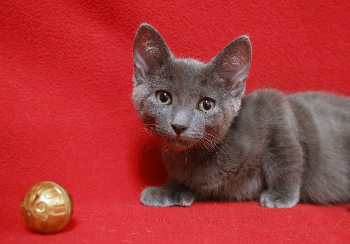 FearlessKitty12's tweet photo. Beautiful Inez is a 2 month old Polydactyl, just like her brother Otis G. They both would love to have their forever homes. Who wouldn't love to have a playful kitten or maybe two??? #PolydactylKittens #ForeverHomeNeeded #CuteKittens #KittensForAdoption #PolydactylCats https://t.co/UmOqhvGRqf