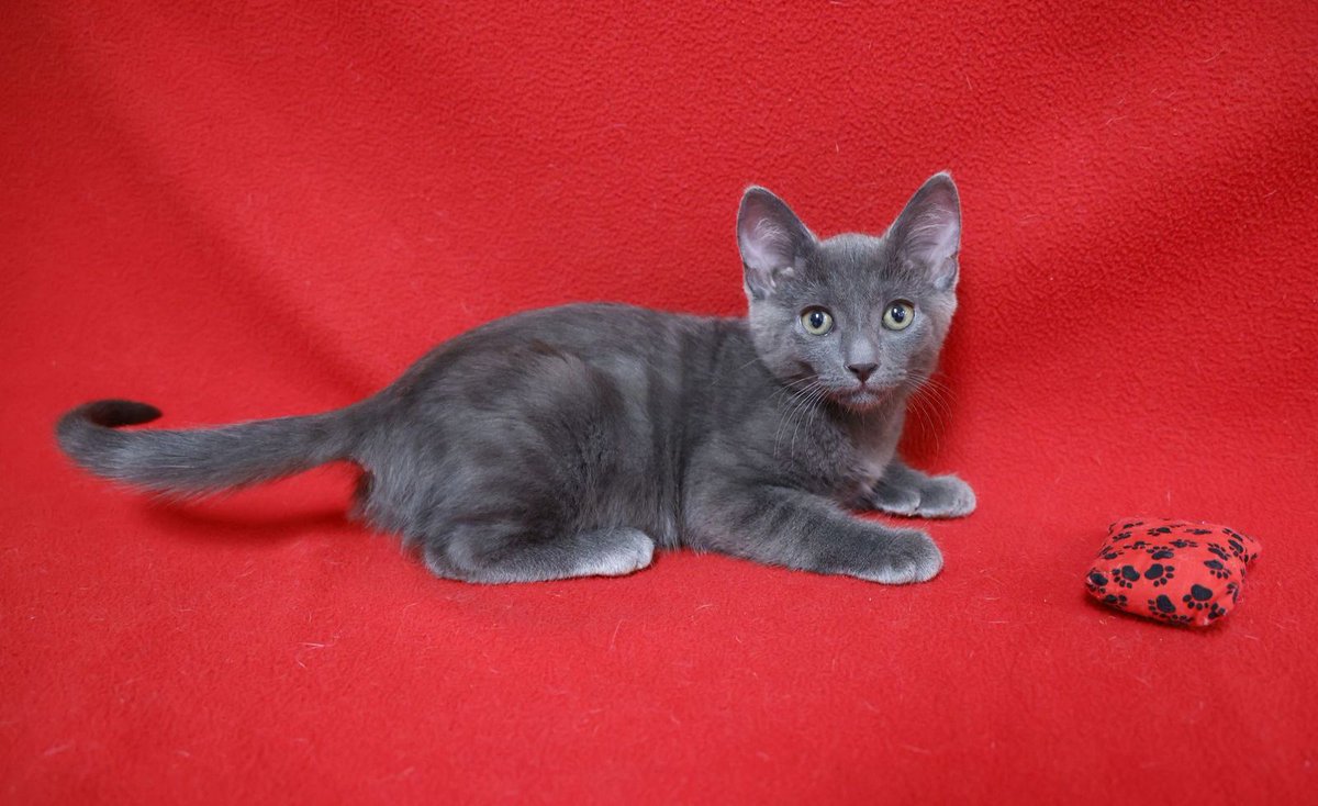 FearlessKitty12's tweet photo. Beautiful Inez is a 2 month old Polydactyl, just like her brother Otis G. They both would love to have their forever homes. Who wouldn't love to have a playful kitten or maybe two??? #PolydactylKittens #ForeverHomeNeeded #CuteKittens #KittensForAdoption #PolydactylCats https://t.co/UmOqhvGRqf