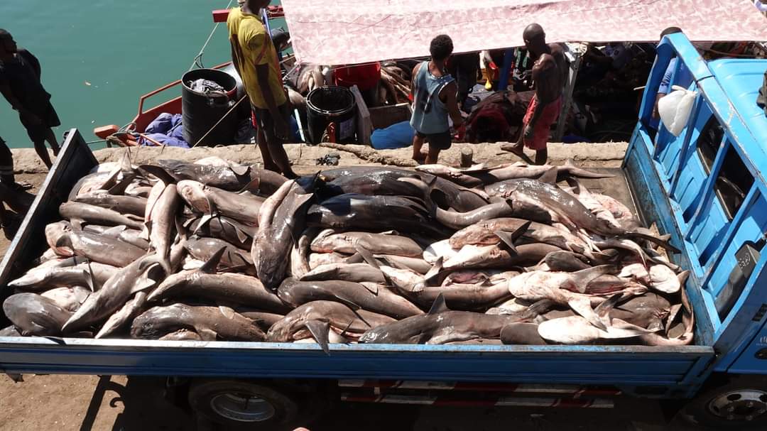 raabiahawa's tweet photo. Si niliwaambia @kefs_kenya iko na ukora?Ona sasa! @PresidenceMada has done the job for u! @OfficialKCGS take note.A Sri Lankan vessel licenced in Kenya and illegally fishing endangered species. Niliwalilia mkanidharau.
YOU WILL NOT BELIEVE.
Cc. 
@WilliamsRuto
@KenyasOmbudsman https://t.co/0l8CFmgcTz