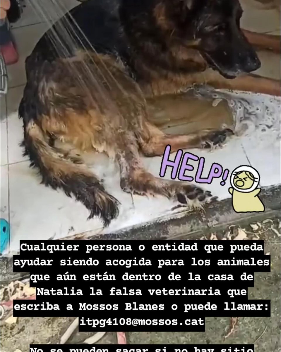 areagossosbdn's tweet photo. 🆘🆘URGENTE 🆘🆘
#TosssadeMar
Se necesitan asociaciones que puedan acoger animales del decomiso de la falsa veterinaria de Vidreres que acaba de entrar en prisión tras 13 años maltratando animales
El contacto para acoger los que quedan dentro es Mossos Blanes itpg4108@mossos.cat https://t.co/o65bOOcHIU