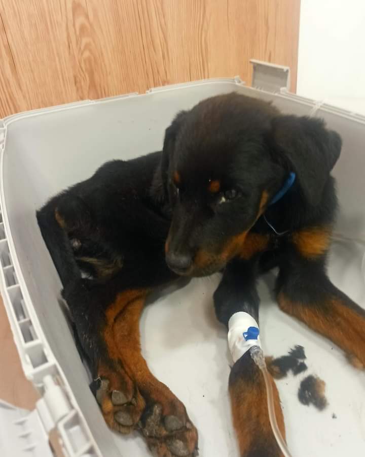 areagossosbdn's tweet photo. 🆘🆘URGENTE 🆘🆘
#TosssadeMar
Se necesitan asociaciones que puedan acoger animales del decomiso de la falsa veterinaria de Vidreres que acaba de entrar en prisión tras 13 años maltratando animales
El contacto para acoger los que quedan dentro es Mossos Blanes itpg4108@mossos.cat https://t.co/o65bOOcHIU