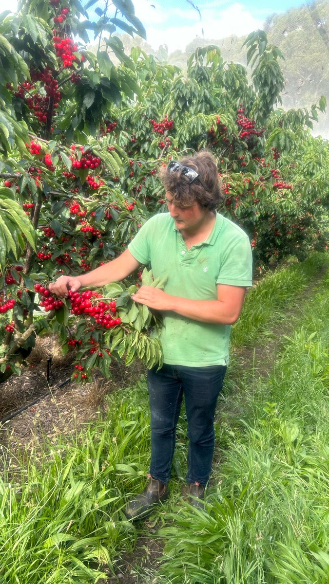 agnovatech's tweet photo. Adelaide Hills cherry grower James Filsell is rapt with the results from using Premio. After more than 100 mm of rainfall in a 3 week period in late November 2023, James noticed less splitting and improved darker colour of fruit where Premio was applied. #premio https://t.co/SGwobpwk54
