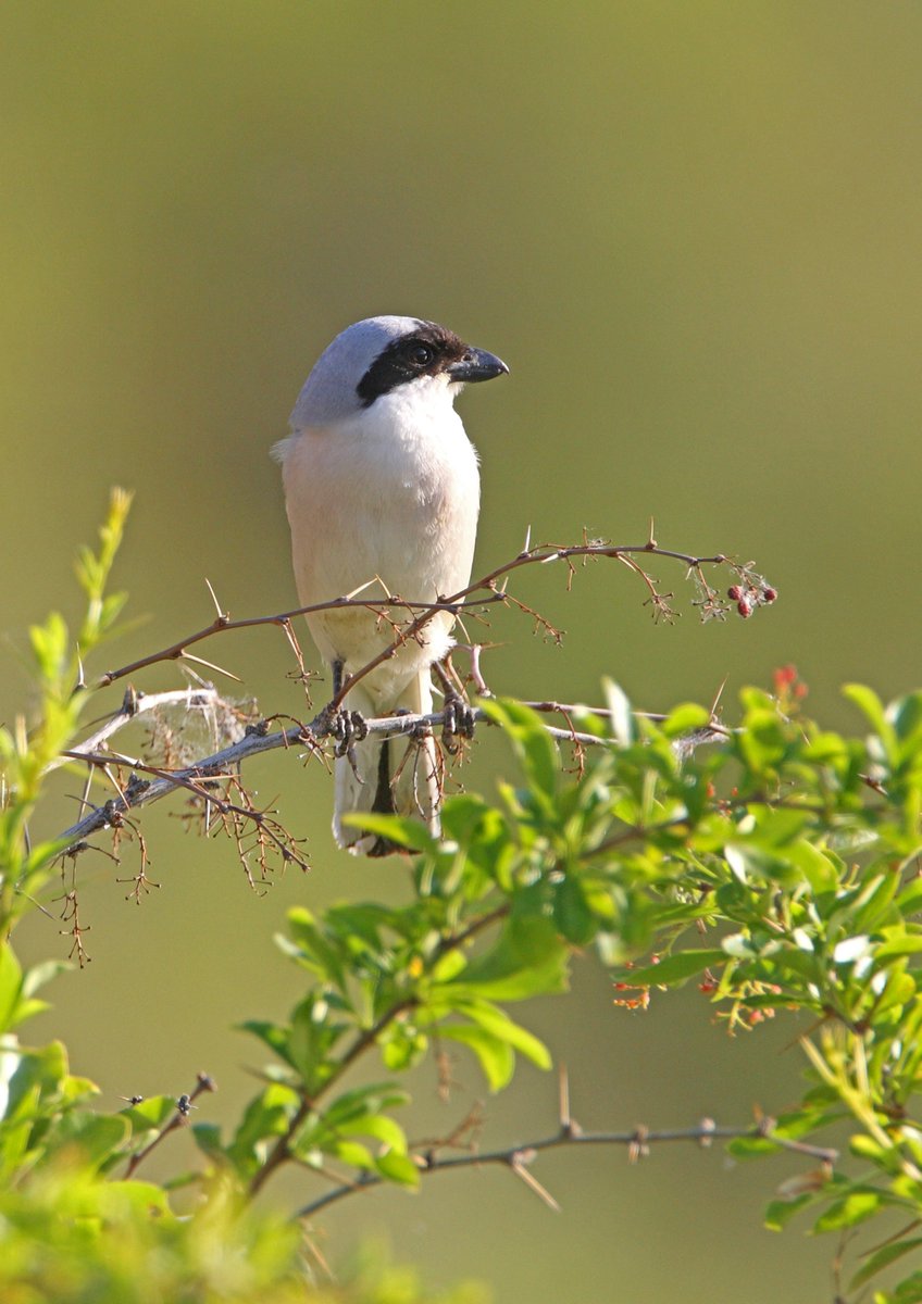 📖 New publication:

Local population decline of Lesser Grey Shrike linked to modernisation of rural areas.

Read here: doi.org/10.1017/S09592…

<a href="/BirdLife_News/">BirdLife International</a> #Slovakia #ornithology #researchpaper  #bird #conservation #habitat
