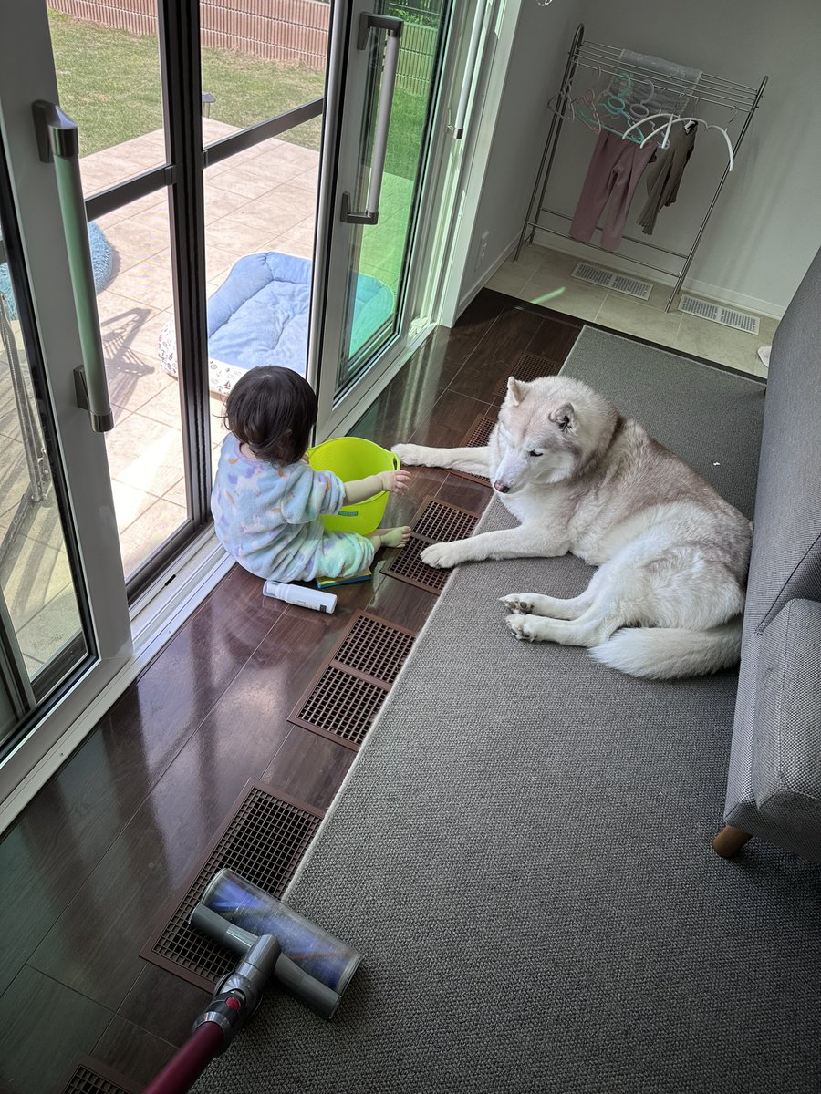 VivienneHusky's tweet photo. これ以上は掃除機かけにくい
#シベリアンハスキー #犬のいる暮らし https://t.co/oxitwoAWSl