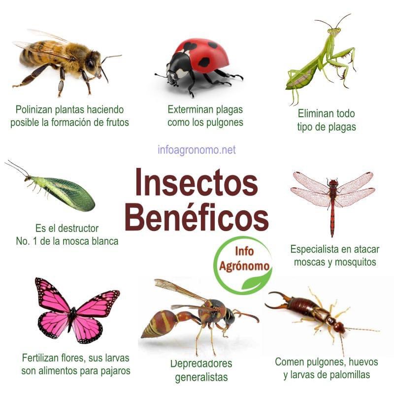 InfoAgronomo's tweet photo. Insectos benéficos https://t.co/Mdk34eSvKw