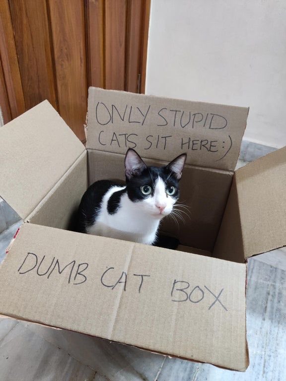 Punch Cat (@punchingcat) on Twitter photo 