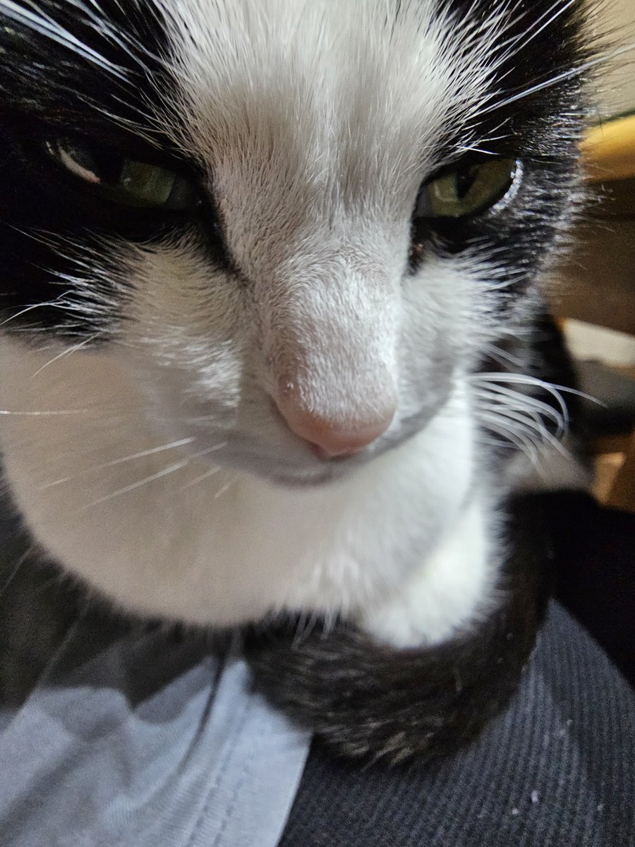 KipThe_Cat's tweet photo. He has a secret to tell you https://t.co/pdZ134Kul1