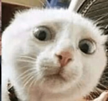 Dale rt loco, el gato de la suerte...