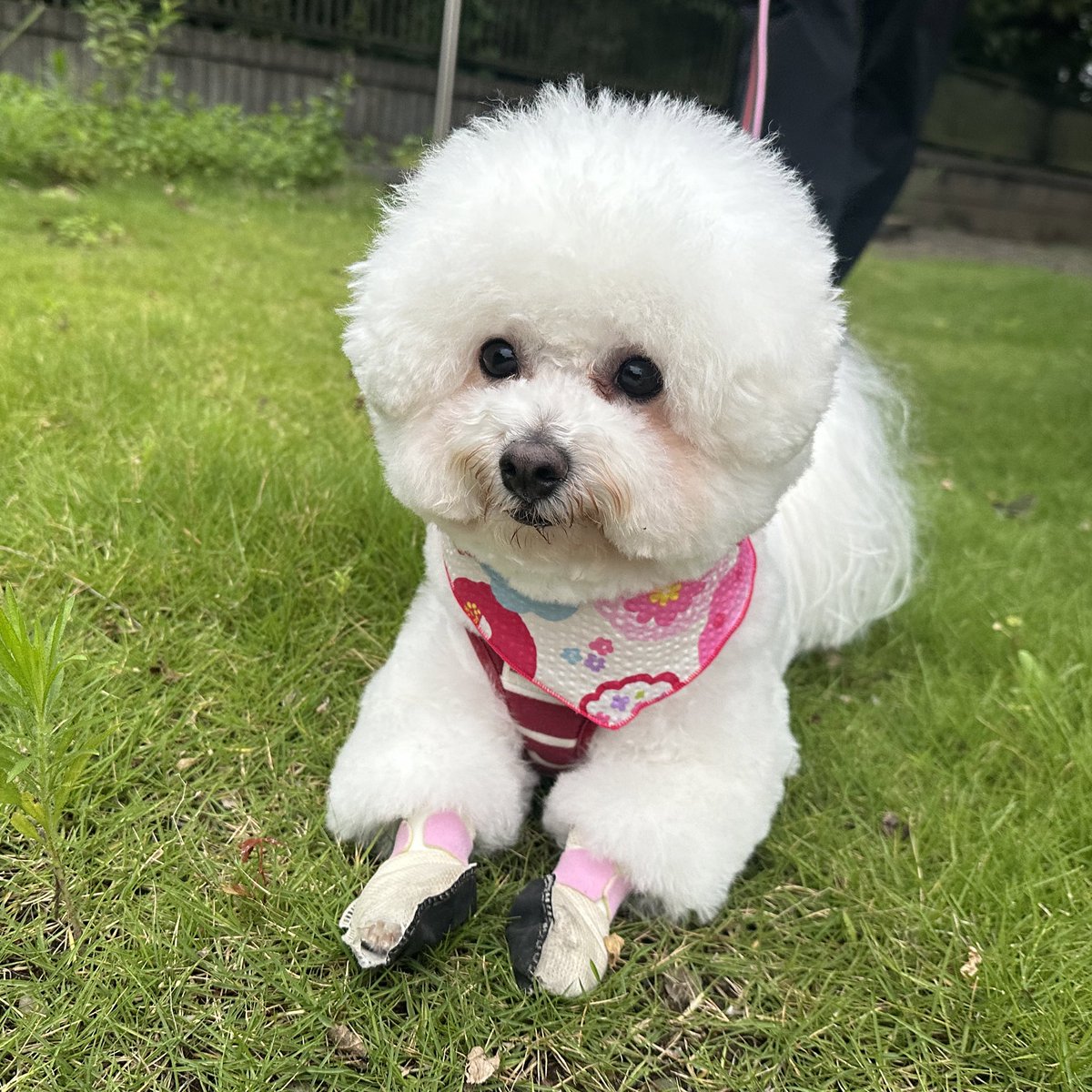 今月もトリミング完了！

#トリミング 
#完了