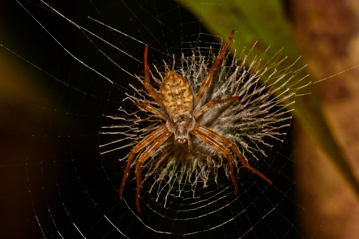bownaankamal's tweet photo. Spiders of Madagascar
1) Micrathena Spider | Analamazaotra
2) Nephila sp | Ankanin'ny Nof
3) Net Casting Spider | Ankanin'ny Nofy
4) Orb Weaver Spider | Ankanin'ny Nofy
#macroinsects #africanamazing #insectspotting #jawswildlife #rainforestlife #planetearth #natgeo #macrophotos https://t.co/k2h8FJTrFt