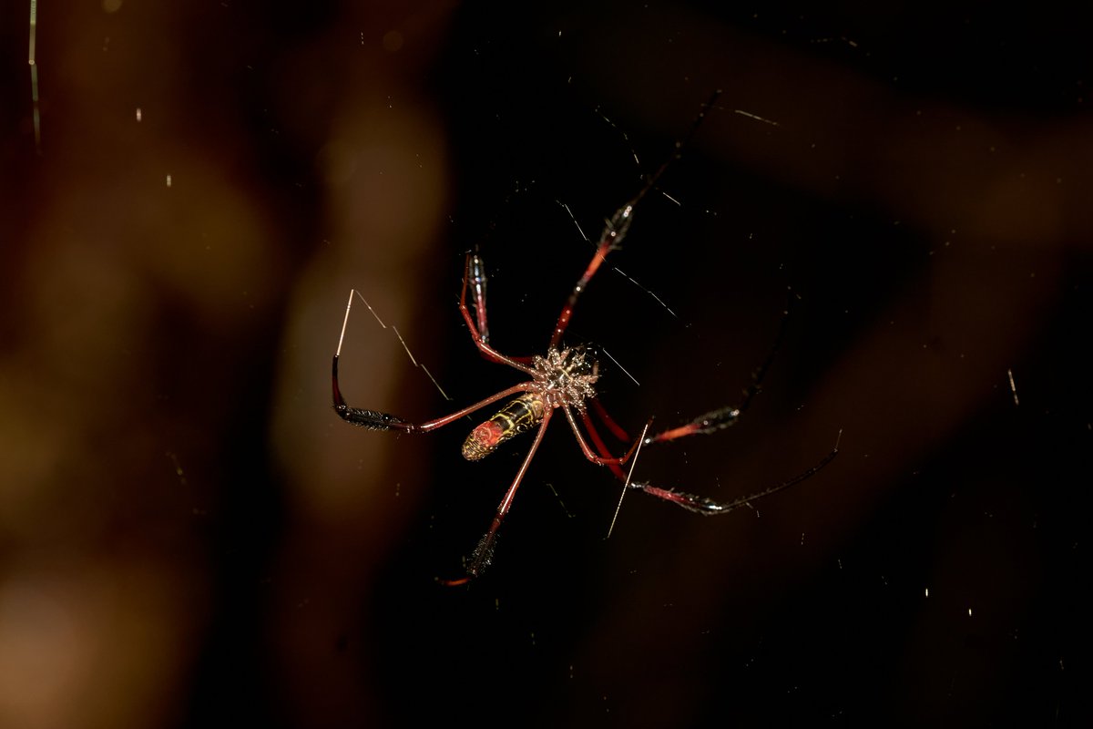 bownaankamal's tweet photo. Spiders of Madagascar
1) Micrathena Spider | Analamazaotra
2) Nephila sp | Ankanin'ny Nof
3) Net Casting Spider | Ankanin'ny Nofy
4) Orb Weaver Spider | Ankanin'ny Nofy
#macroinsects #africanamazing #insectspotting #jawswildlife #rainforestlife #planetearth #natgeo #macrophotos https://t.co/k2h8FJTrFt