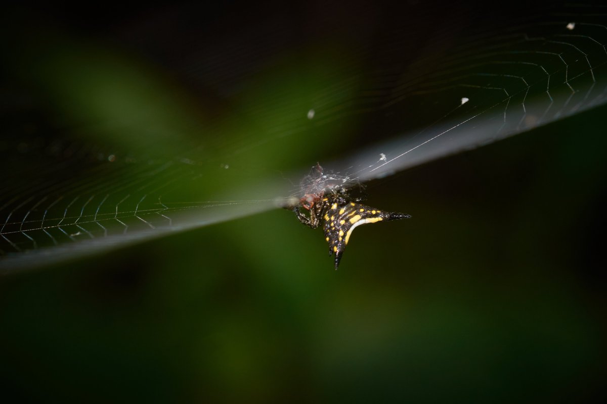 bownaankamal's tweet photo. Spiders of Madagascar
1) Micrathena Spider | Analamazaotra
2) Nephila sp | Ankanin'ny Nof
3) Net Casting Spider | Ankanin'ny Nofy
4) Orb Weaver Spider | Ankanin'ny Nofy
#macroinsects #africanamazing #insectspotting #jawswildlife #rainforestlife #planetearth #natgeo #macrophotos https://t.co/k2h8FJTrFt