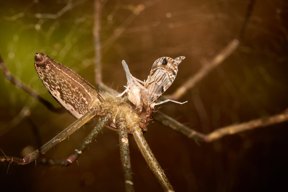 bownaankamal's tweet photo. Spiders of Madagascar
1) Micrathena Spider | Analamazaotra
2) Nephila sp | Ankanin'ny Nof
3) Net Casting Spider | Ankanin'ny Nofy
4) Orb Weaver Spider | Ankanin'ny Nofy
#macroinsects #africanamazing #insectspotting #jawswildlife #rainforestlife #planetearth #natgeo #macrophotos https://t.co/k2h8FJTrFt