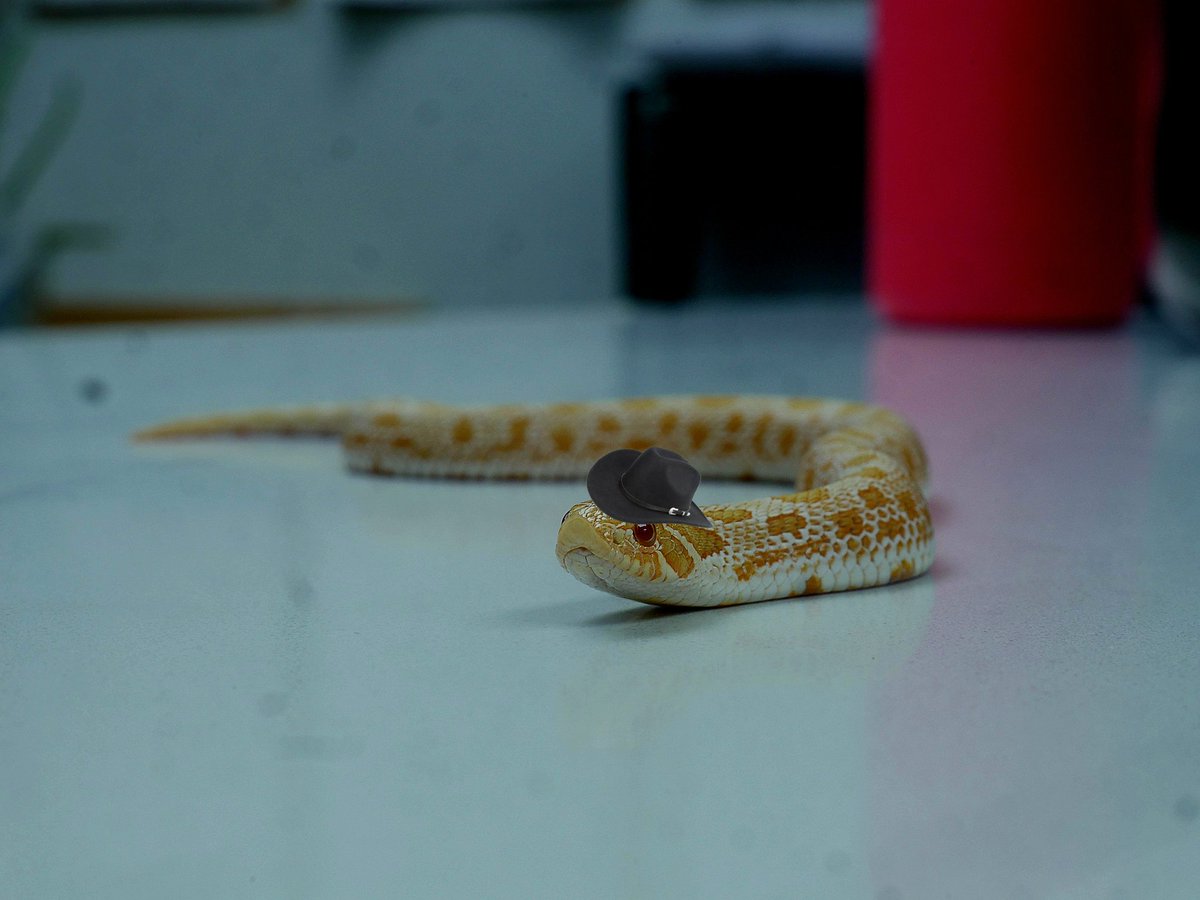 SethAristone's tweet photo. Howdy #snake #Reptilians #photography #coolhat https://t.co/6K42hZNmi1