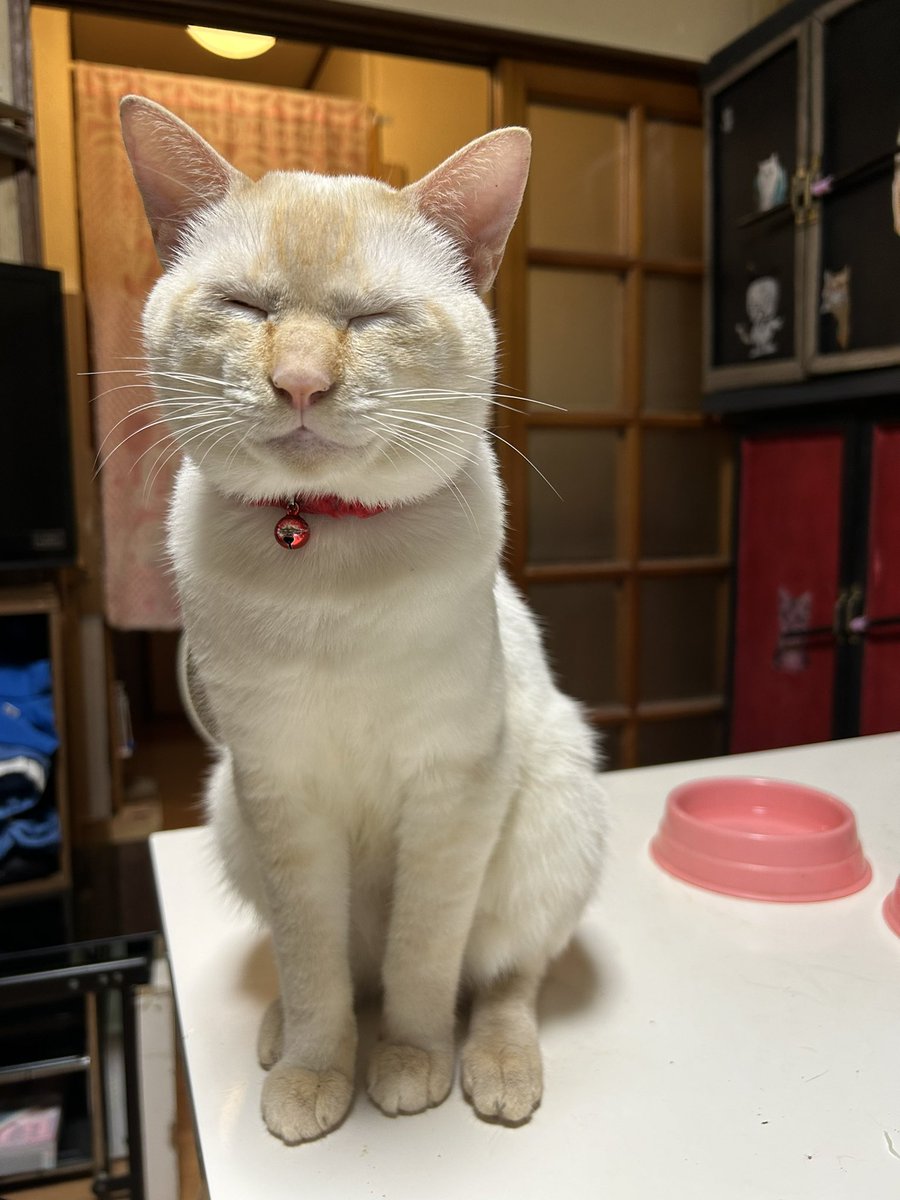 Na6401Watanabe's tweet photo. 瞑想中のしらすくん😺 https://t.co/GQ3NXd4TN5