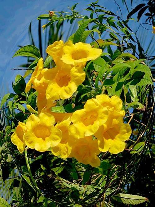 If the flowers did not shine like shining helmets,how could the fruits display their spheres?
When flowers fall,fruits begin to sprout,when the body is destroyed, soul recovers.
The fruit is substance, the flower, just its form, flower, good news, &amp; fruit, the promised gift.
Rumi