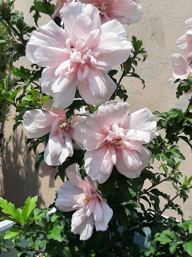 무궁화는 아욱과 무궁화속의 식물로 학명은 히비스커스 시리아쿠스라고 부릅니다. 이집트의 아름다운 여신 히비스를 닮은 꽃이라는 뜻이에요. 더운 나라에서 많이 피는 그 크고 붉은 꽃인 히비스커스도 떠올리실텐데요. 우리가 허브차로 마시는 그 히비스커스는 무궁화의 친척이라고 생각하시면