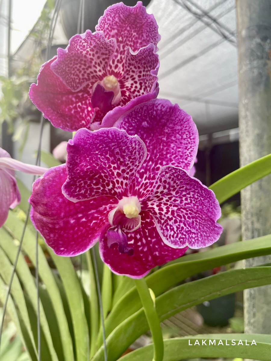 ExoticsOrchids's tweet photo. Vanda Dr. Anek 'Bai'
#ලක්මල්සල #lakmalsala #orchids #Vanda https://t.co/VYyERjyd5U
