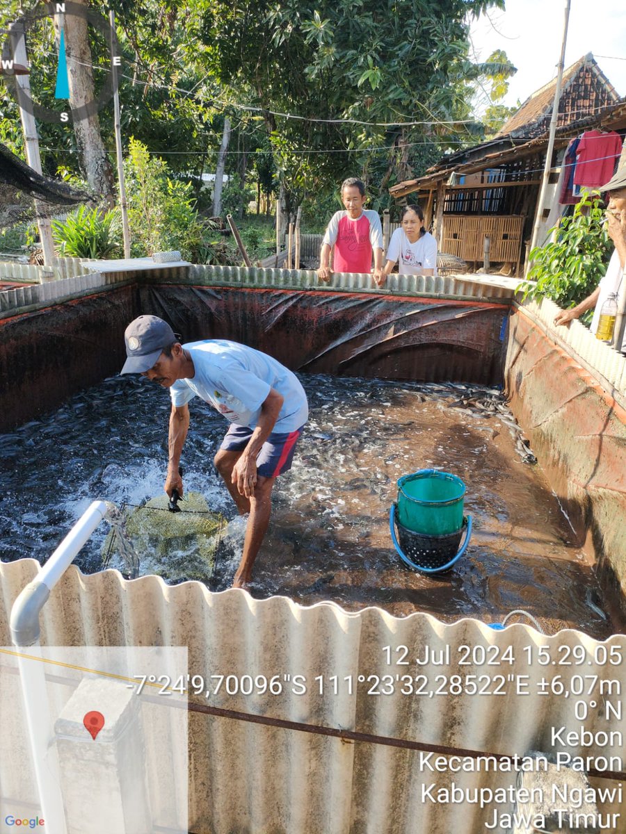 dwi_murniani's tweet photo. Jumat (12/07/2024) Dwi Sri M. Luhkan  #Ngawi melaporkan panen ikan lele di Bu Yatiningsih Pokdakan Ulam Tirta Ds. Kebon Kec. Paron Total Panen 270 Kg, Size 8-9, Harga 18,5 Rb/Kg. 

#GIATLuhkanSatminkalBWI
#LuhLapor
#Panen

@bppsdm_bp3bwi 
@pusluh_bppsdm https://t.co/v7wh5QwtKn