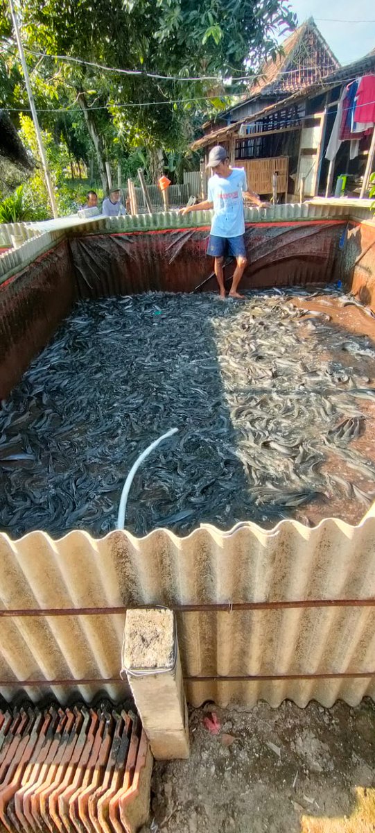 dwi_murniani's tweet photo. Jumat (12/07/2024) Dwi Sri M. Luhkan  #Ngawi melaporkan panen ikan lele di Bu Yatiningsih Pokdakan Ulam Tirta Ds. Kebon Kec. Paron Total Panen 270 Kg, Size 8-9, Harga 18,5 Rb/Kg. 

#GIATLuhkanSatminkalBWI
#LuhLapor
#Panen

@bppsdm_bp3bwi 
@pusluh_bppsdm https://t.co/v7wh5QwtKn