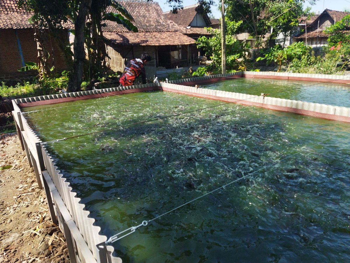 dwi_murniani's tweet photo. Jumat (12/07/2024) Dwi Sri M. Luhkan  #Ngawi melaporkan panen ikan lele di Bu Yatiningsih Pokdakan Ulam Tirta Ds. Kebon Kec. Paron Total Panen 270 Kg, Size 8-9, Harga 18,5 Rb/Kg. 

#GIATLuhkanSatminkalBWI
#LuhLapor
#Panen

@bppsdm_bp3bwi 
@pusluh_bppsdm https://t.co/v7wh5QwtKn