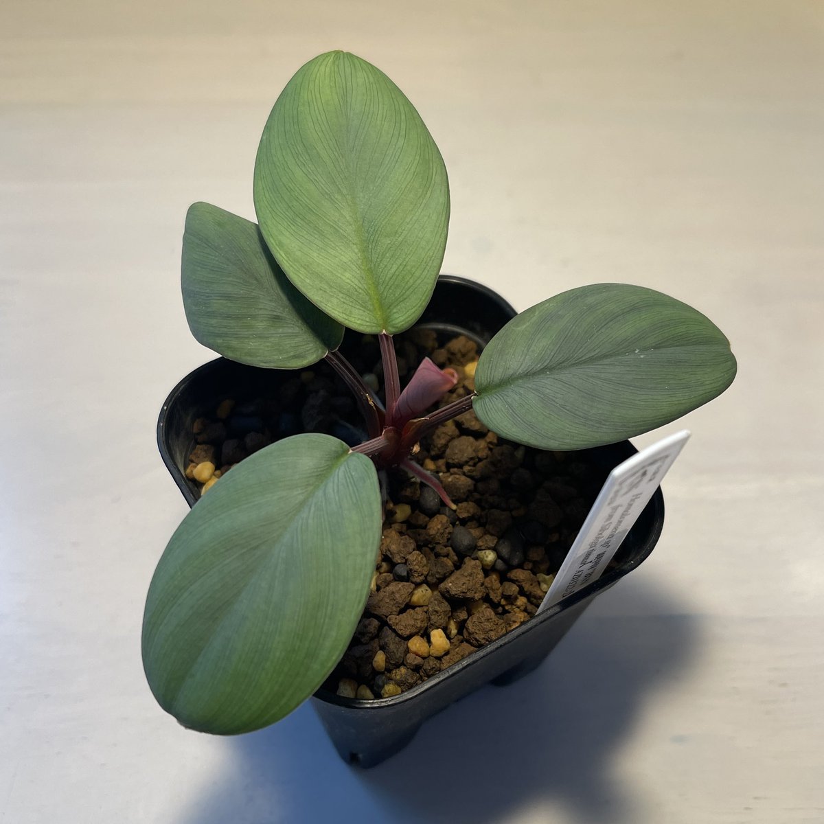 AZ便 Homalomena sp“銀甲冑” AZ0724-2otr GSf9XIiXUAA_GQQ.jpg