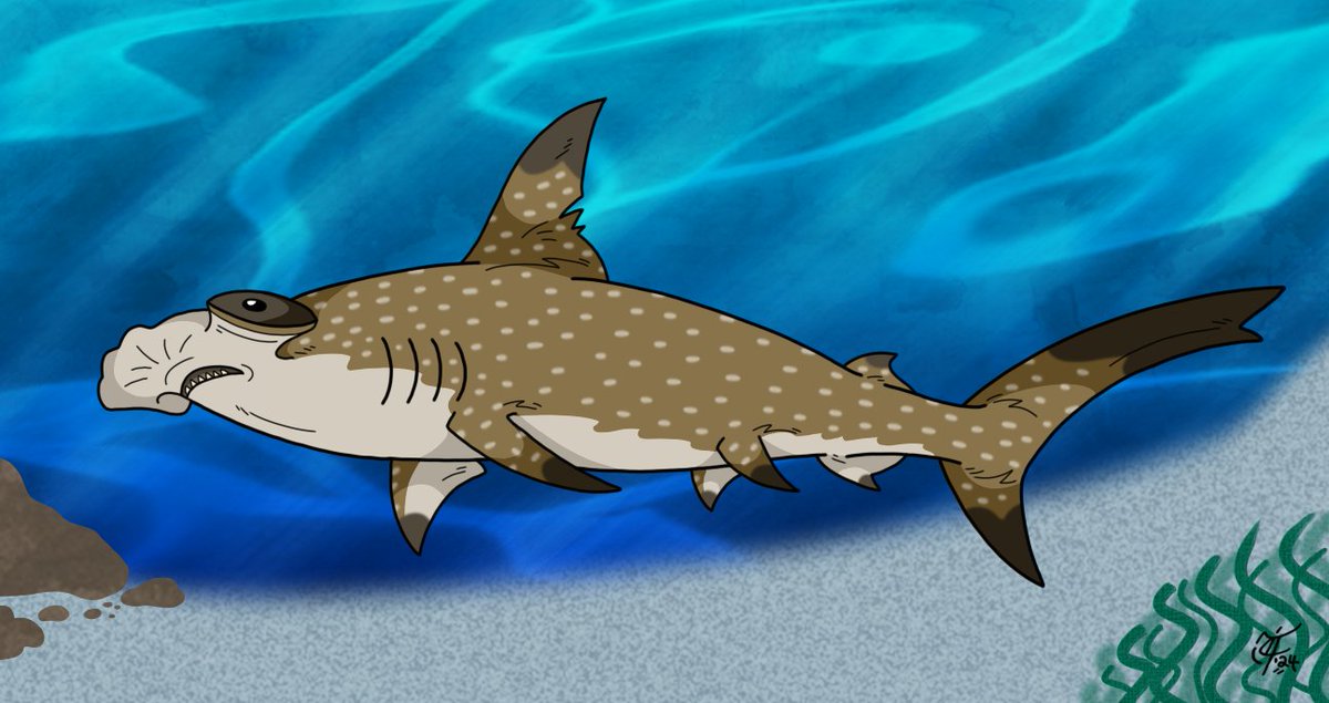 ScooterDoodles's tweet photo. A hammerhead with whale shark-inspired markings for Shark Awareness Day 🦈🎨🔨🐳🌊😄 #SharkWeek2024 #SharkAwarenessDay #hammerhead #sphyrnidae #whaleshark #characterdesign #creaturedesign #oceanfloor #underwater #sharkart #seeingspots #sosharky https://t.co/P4LpRVFs5U