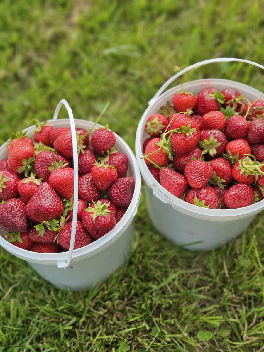 KarisaMWrites's tweet photo. Spent a lovely Sunday at the local farm market picking fresh strawberries! 🍓🌞 There’s nothing like the taste of berries straight from the field. 🍓❤️ Have you ever gone strawberry picking? #StrawberryPicking #FarmMarket #UPICK #FreshBerries #SundayFunday https://t.co/220VoPpz43