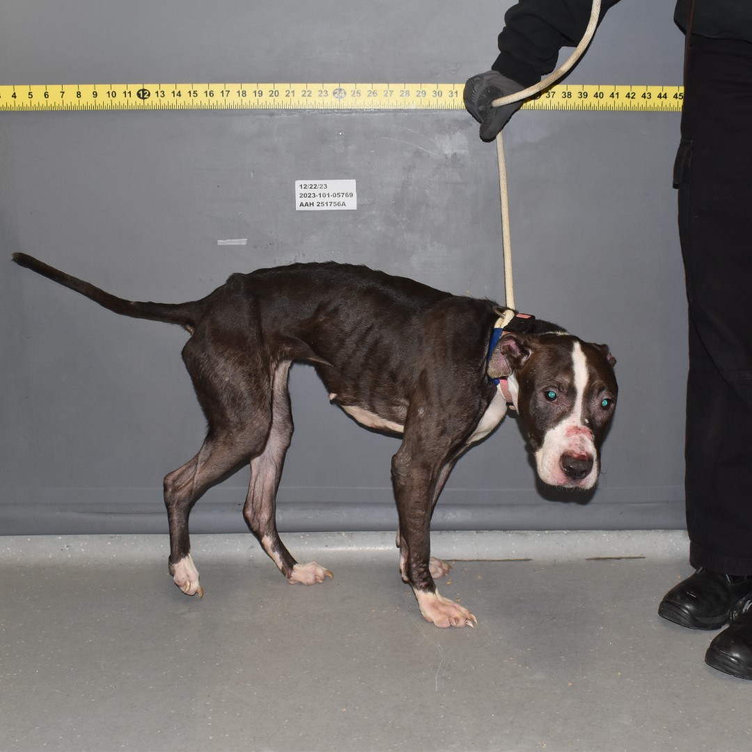 ASPCA's tweet photo. Puddin's journey at the ASPCA's Animal Recovery Center in NYC began with challenges, but after making an incredible recovery, she's eager to find a loving home 😊 Visit https://t.co/4Ahf4tXCdc to read more about why you should adopt her 🐶 https://t.co/CYJtqpe3vP