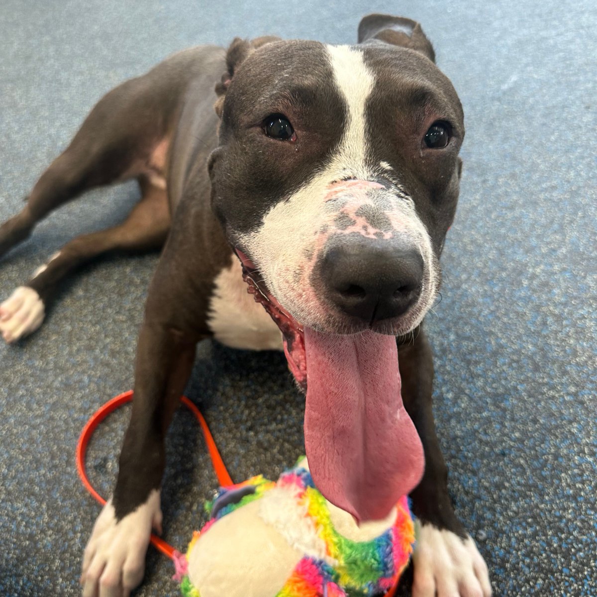 ASPCA's tweet photo. Puddin's journey at the ASPCA's Animal Recovery Center in NYC began with challenges, but after making an incredible recovery, she's eager to find a loving home 😊 Visit https://t.co/4Ahf4tXCdc to read more about why you should adopt her 🐶 https://t.co/CYJtqpe3vP