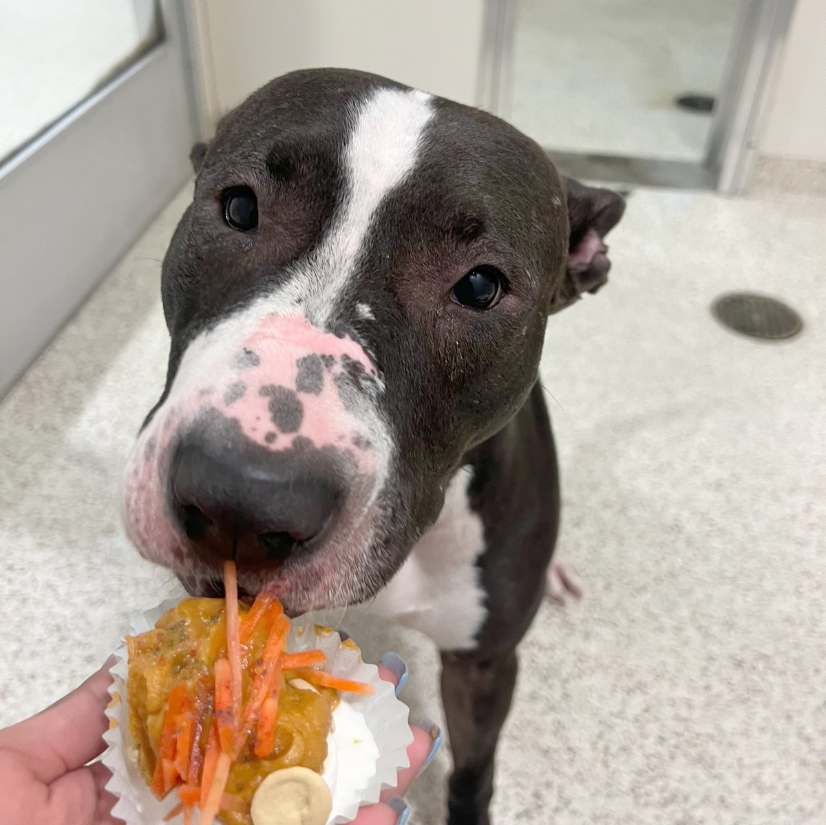 ASPCA's tweet photo. Puddin's journey at the ASPCA's Animal Recovery Center in NYC began with challenges, but after making an incredible recovery, she's eager to find a loving home 😊 Visit https://t.co/4Ahf4tXCdc to read more about why you should adopt her 🐶 https://t.co/CYJtqpe3vP