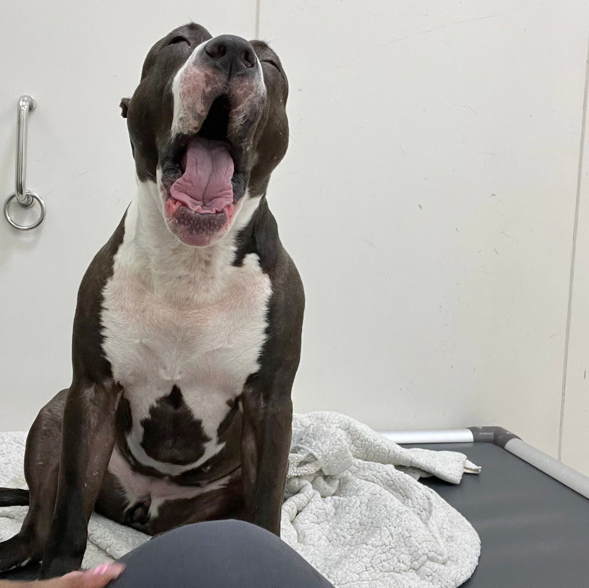 ASPCA's tweet photo. Puddin's journey at the ASPCA's Animal Recovery Center in NYC began with challenges, but after making an incredible recovery, she's eager to find a loving home 😊 Visit https://t.co/4Ahf4tXCdc to read more about why you should adopt her 🐶 https://t.co/CYJtqpe3vP