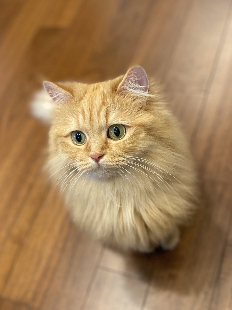 ナナブルーママ (@love_bule_7) / Posts / X