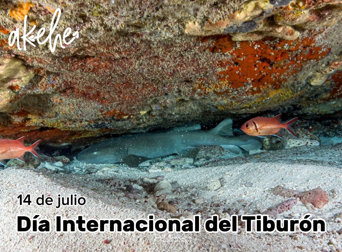 14 de julio
Día Internacional de la conciencia por los Tiburones 🦈 

Este importante grupo que tiene más del 36% de sus especies en riesgo de extinción. 

Cuidemos a los tiburones para mantener Océanos saludables 🦈

Foto 📷: Jorge Méndez