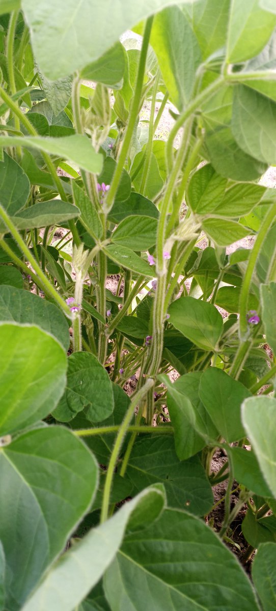 rip_vg's tweet image. We have flowers !!!