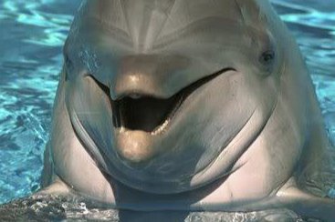 ogtheflipper's tweet photo. "🐬 Dive into the latest craze: Flipper Coin! 🌊 Launching soon with a splash, get ready to ride the meme coin tide with our fintastic friend Flipper! #CryptoLaunch#memecoin https://t.co/KeMhtbAFR2