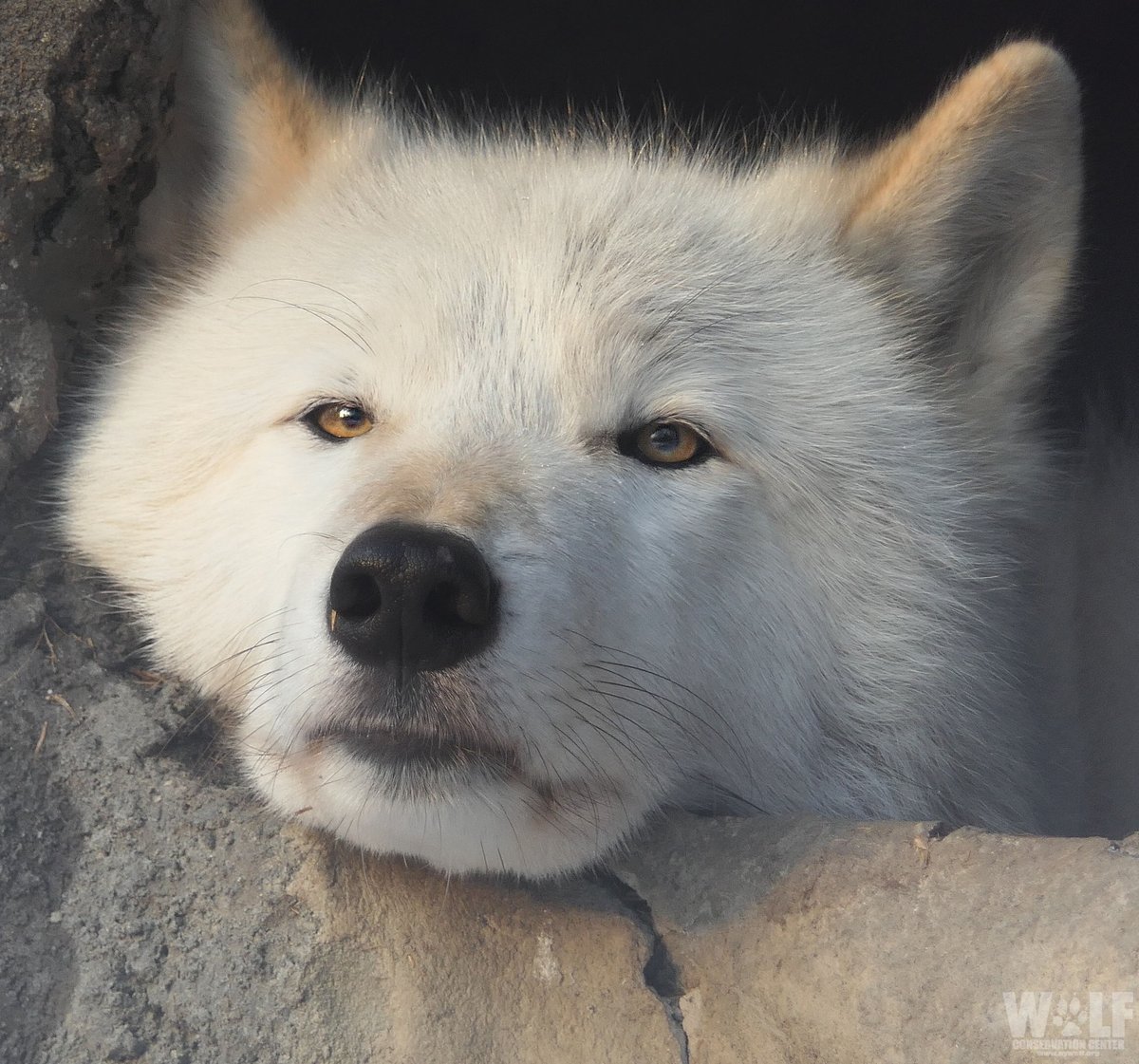 nywolforg's tweet photo. Monday mood 😑 https://t.co/M9j6qjR8gy