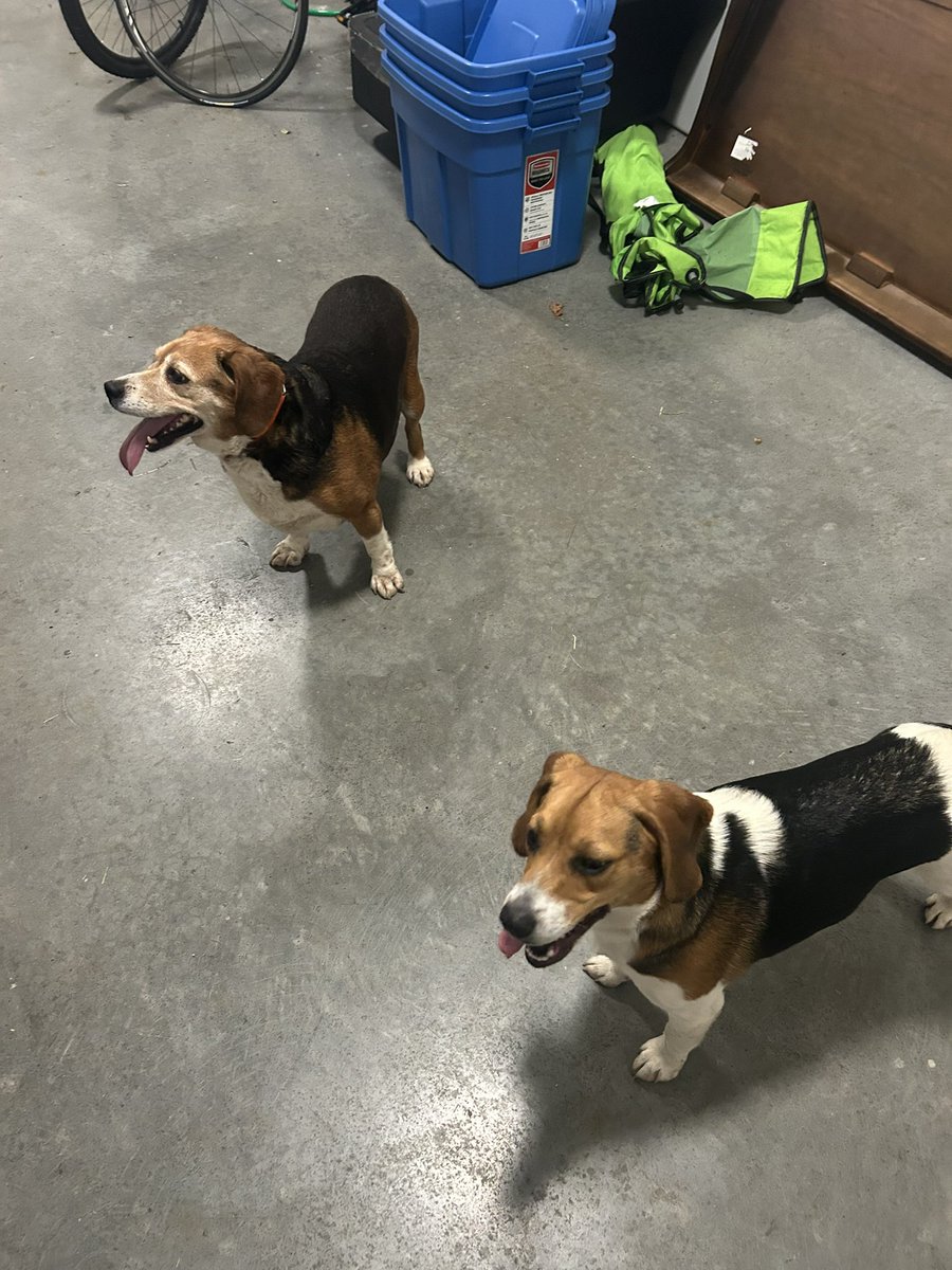 NickWhalenMP's tweet photo. Better photo of the 2 Beagles found just after 9 pm July 14, 2024 walking alone on Pitts Memorial Drive. Please share and let’s reunite these pups with their owner! https://t.co/HETXBXhzMQ