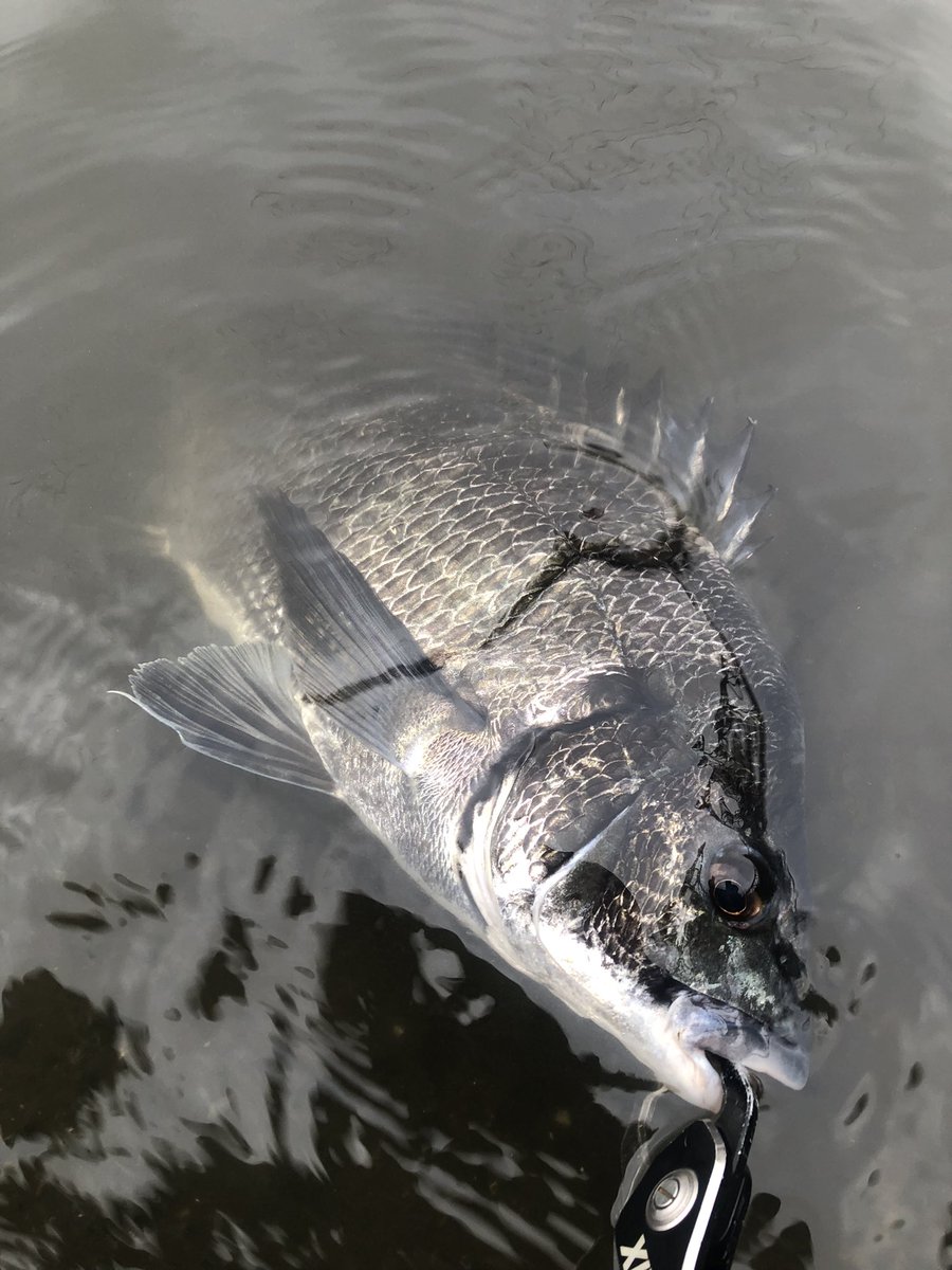 yuuki08031214's tweet photo. 黄1の黒1
どちらもよく引く魚でした！
＃Fishman_BC 
＃BEAMSLOWER73L
＃24スティーズ
＃VARIVAS https://t.co/9XjBN69HFV
