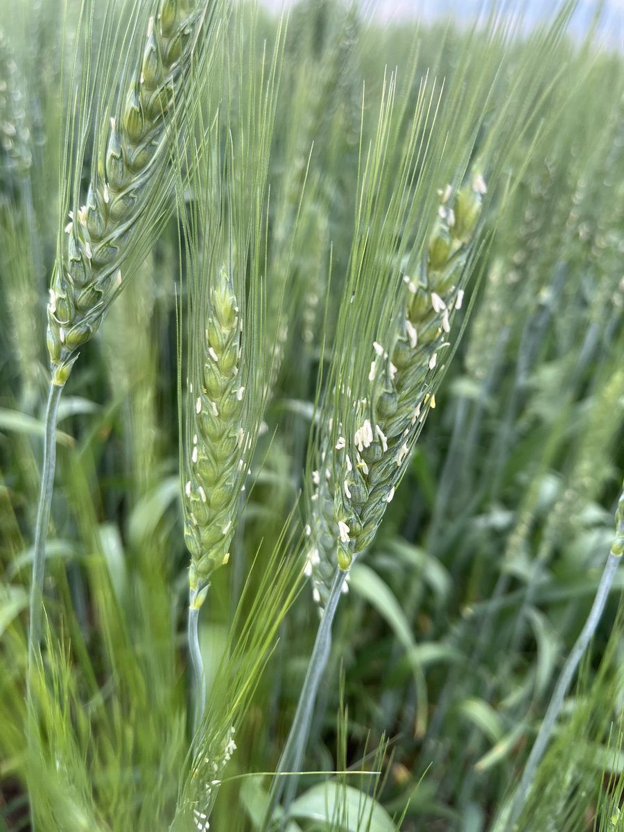 Wheat flowers looking pretty nice right now.