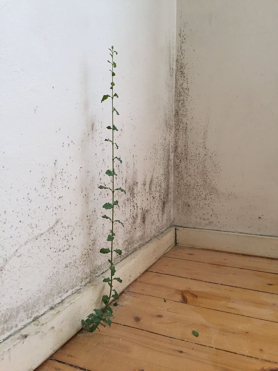 joehamilton's tweet image. 🌱
zora.co/collect/zora:0…