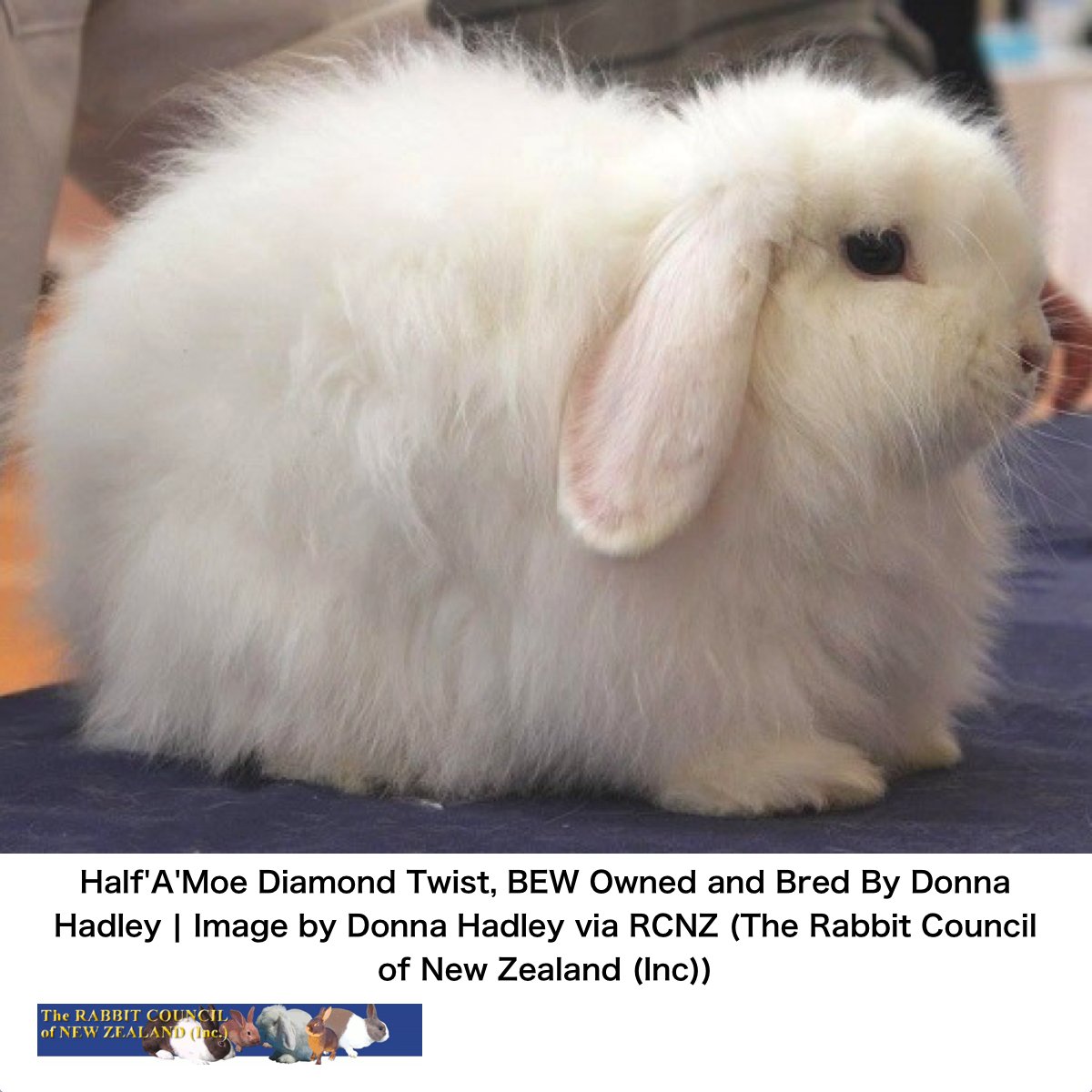 うさぎの品種ガイド：138 ミニカシミアロップ (ファジーロップ