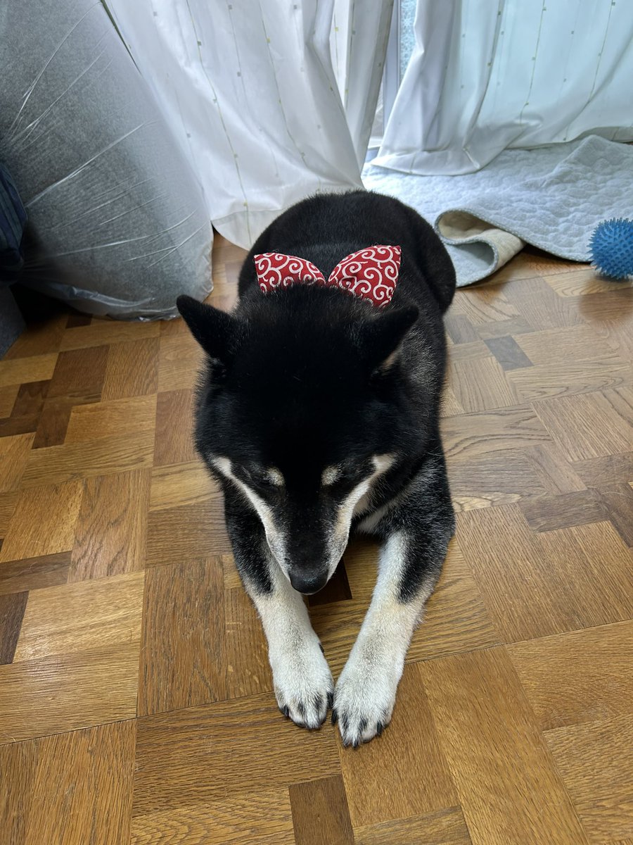 OlfHk's tweet photo. すず！おはようございます。久々Xにポストです。昨日は、トリミングサロン✂️行ってきました。抜け毛大量でした。新しい首輪しました😍 https://t.co/L25T70QrzG