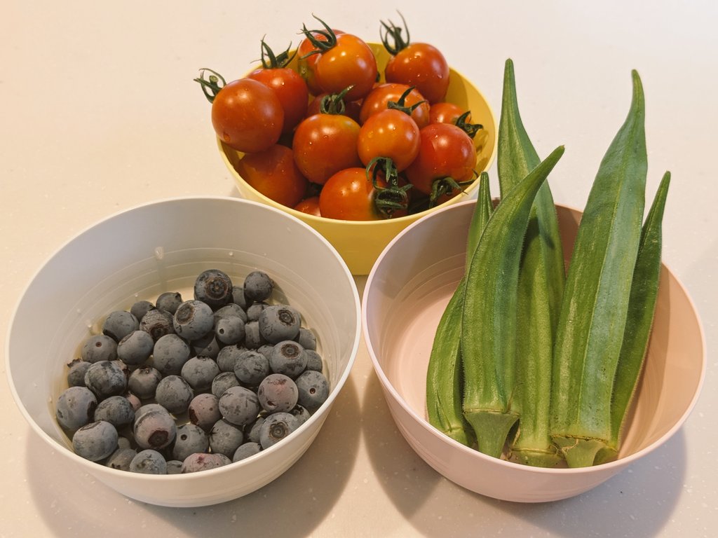 おはようございます☀

画像は今日の収穫🍅
オクラは３日に１回くらいで収穫できてるけど、成長早くて大きくなりすぎる😅

ちなみに採れたてオクラ、めちゃくちゃ臭いです💩
新鮮な証拠？らしいですね。

さて、連休最後の日、本日もよろしくお願いします✨

#おは戦60715🌛ut
#家庭菜園