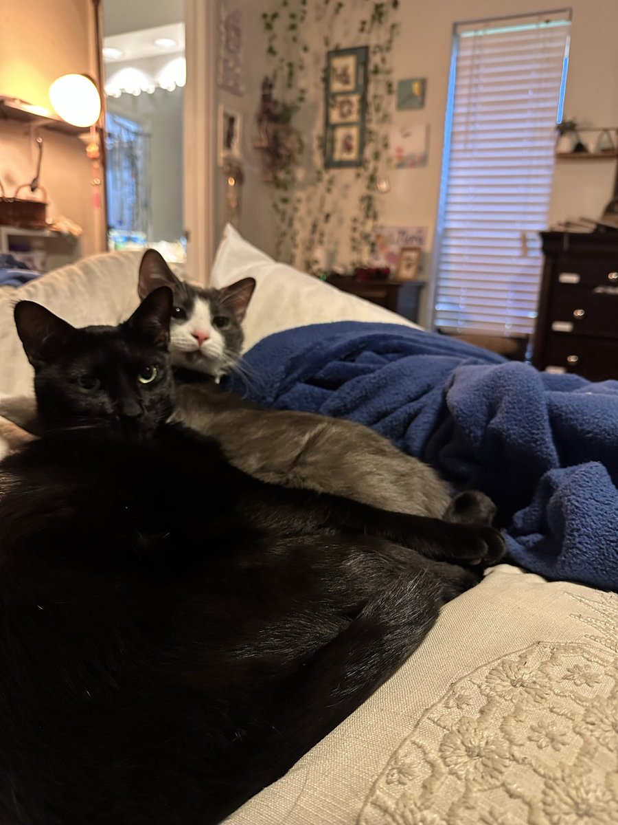 perplexions_itm's tweet image. #VCTAmericas