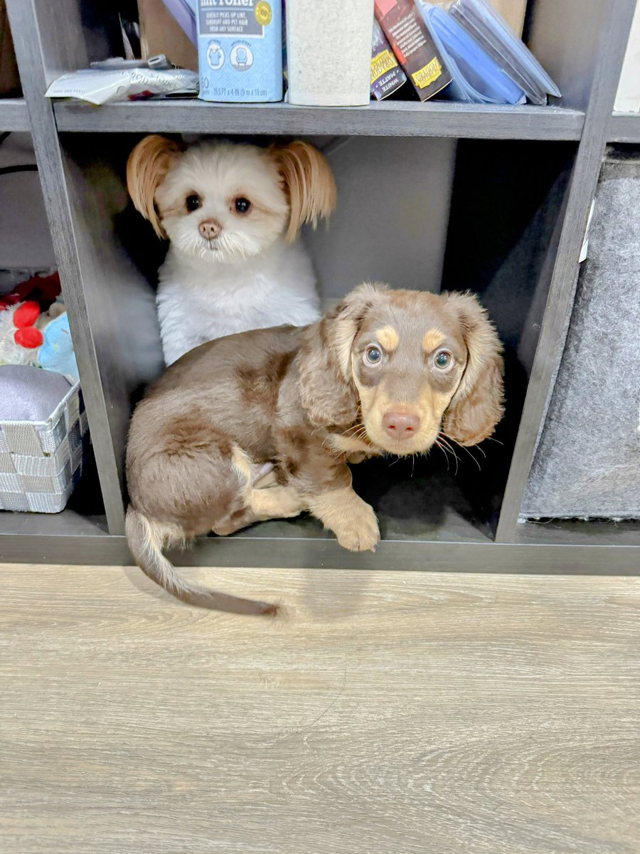 Tech Paws #VCTAmericas