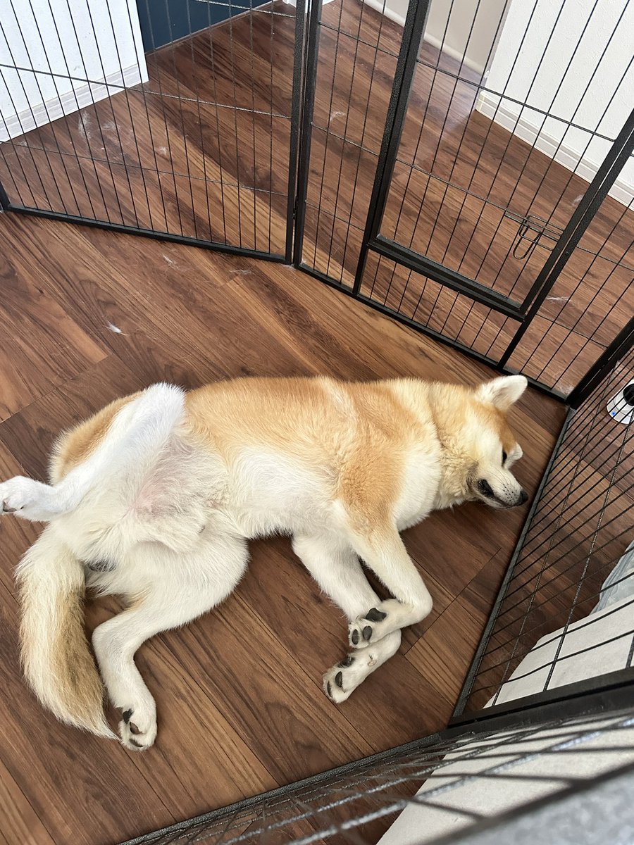 shewithjapan's tweet photo. หมาชอบนอนท่านี้มาก😂 https://t.co/cp6MY1sHnV