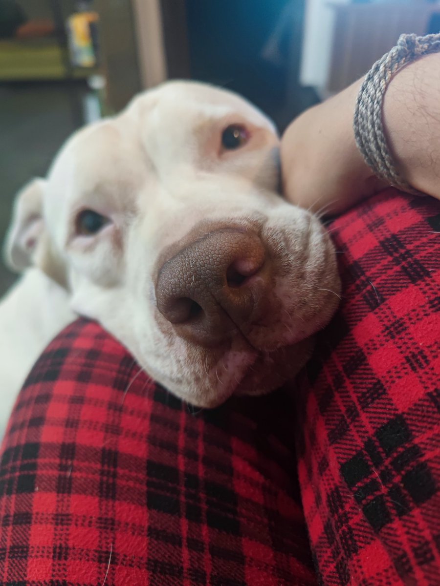 Litto_Jr's tweet photo. Uma sorte que eu tenho na vida é esse amor de 4 patas e um coração enorme. Ele SEMPRE percebe o sentimento de todos a sua volta e sempre se disponibiliza a dar carinho a quem precisa. 
Te amo meu filho. https://t.co/dos3iZpLwb