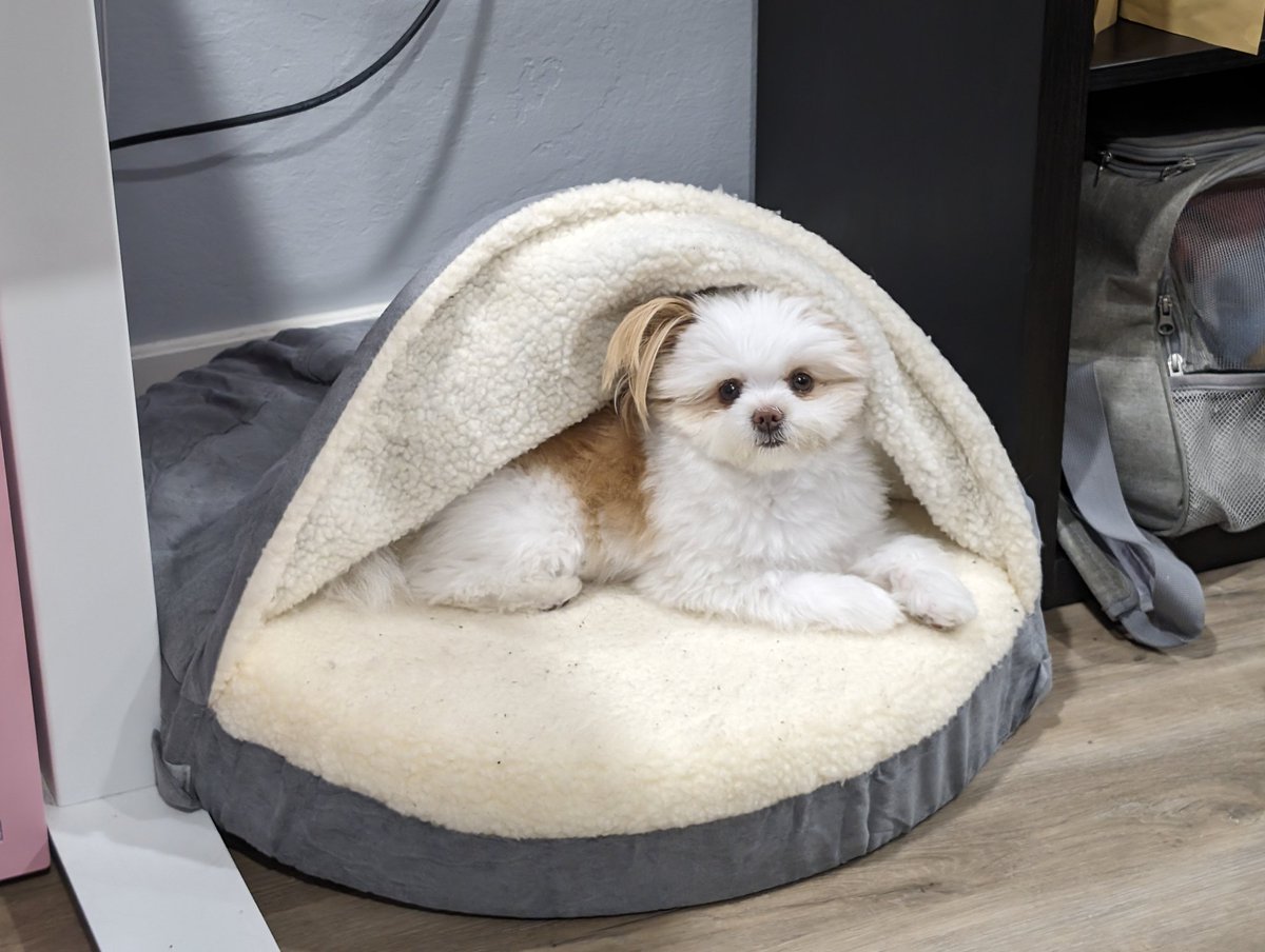 Tech Paws #VCTAmericas